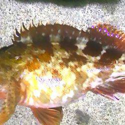 焼津港、石津浜での釣果